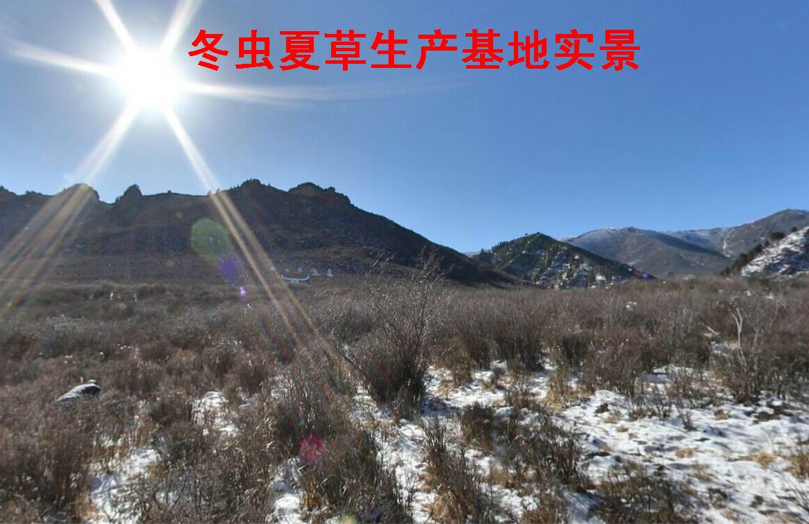 冬蟲夏草生產(chǎn)基地實(shí)景